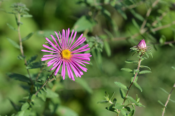 Image showing New England aster Red Star