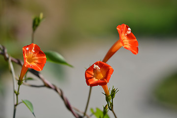 Image showing Red morning glory