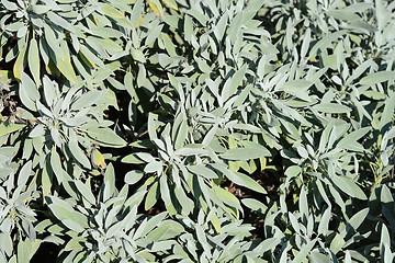 Image showing Common sage