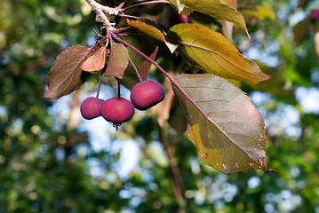 Image showing Crab Apple