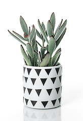 Image showing Beautiful Panda plant in a Scandinavian style pot