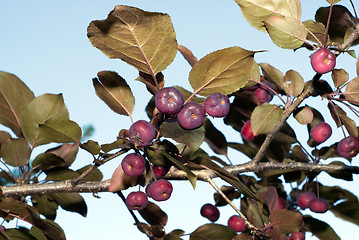 Image showing Crabapples