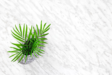 Image showing Parlor palm leaves in a granite vase on marble background
