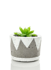 Image showing Green succulent plant in a hand-painted concrete pot