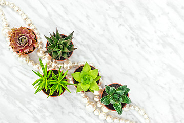 Image showing Succulent plants and pearl necklace