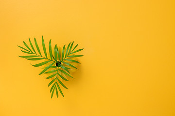 Image showing Palm leaves in a vase on a joyful yellow background