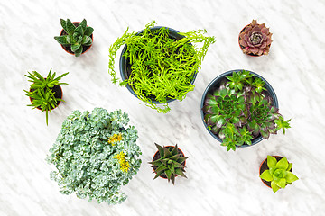 Image showing Big and small succulent plants on marble background