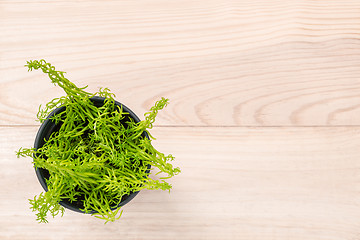 Image showing Green succulent plant on wooden background