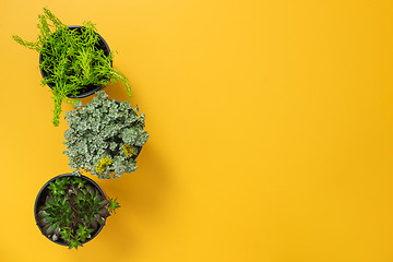 Image showing Three green succulent plants on yellow background