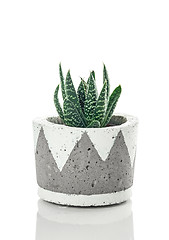 Image showing Dotted aloe plant in a handmade concrete pot