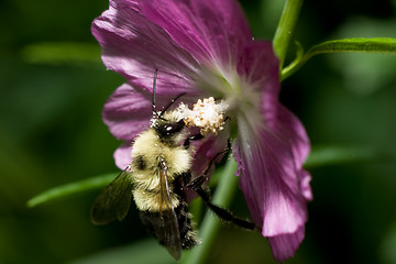 Image showing Bumblebee