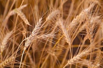 Image showing Wheat field detail