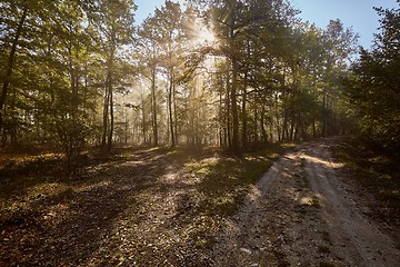 Image showing Forest with light rays