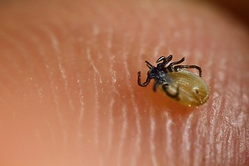 Image showing Tick on skin