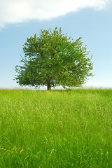 Image showing Tree on a field