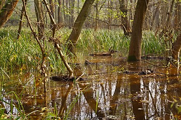 Image showing Swamps with trees