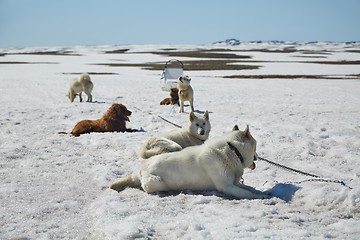 Image showing Dog sledge having a stop