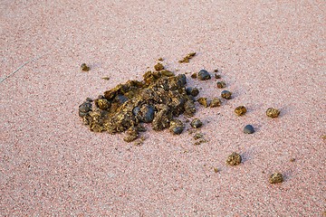 Image showing Horse dung on the raod