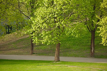 Image showing Green tree in a park