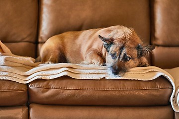 Image showing Dog resting on the couch