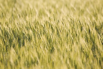 Image showing Wheat field closeup