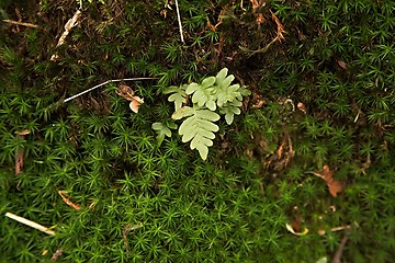 Image showing Moss layer closeup