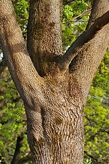 Image showing Old tree trunk in a forest