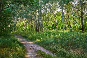 Image showing Forest walking route