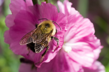 Image showing Bumble Bee