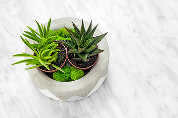 Image showing Handmade concrete planter with succulents and moss