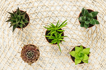 Image showing Mini succulent plants on natural mesh background