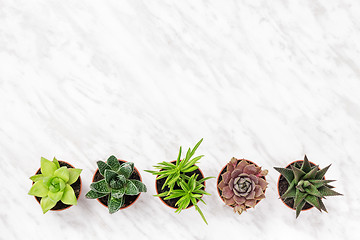 Image showing Row of mini succulent plants on marble surface