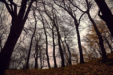 Image showing Bare trees against gloomy sky
