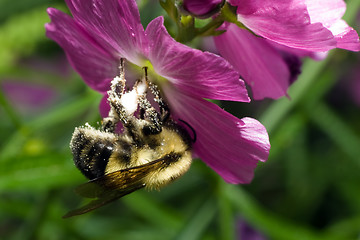 Image showing Collecting Pollen