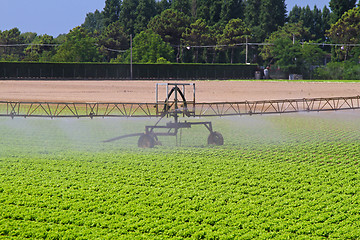 Image showing Salad Field Irrigation