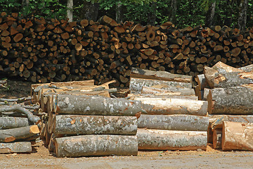 Image showing Wood Logs