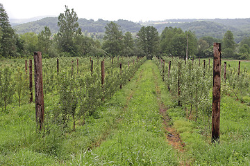 Image showing Fruits Farming