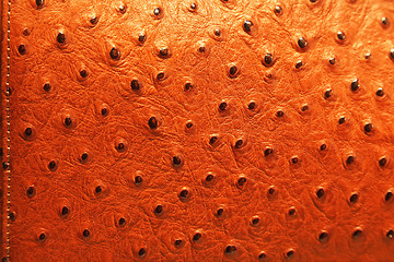 Image showing Ostrich Leather Pattern