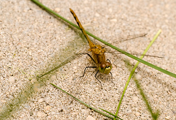 Image showing Dragonfly