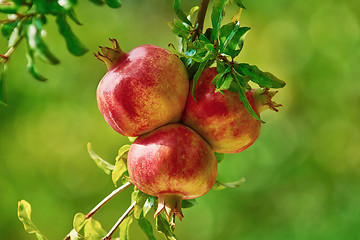 Image showing Mature Pomegranate Fruits