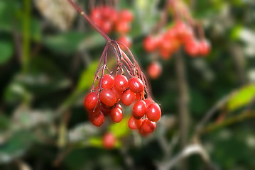 Image showing Crab Apples