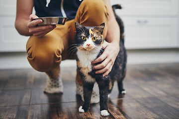 Image showing Domestic life with cat