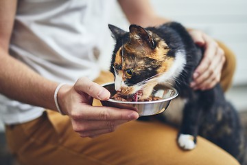 Image showing Domestic life with cat