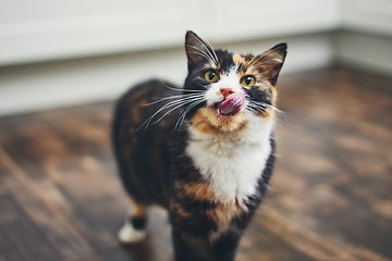 Image showing Hungry cat at home kitchen