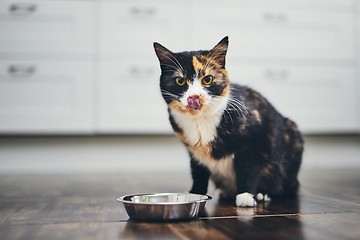 Image showing Hungry cat at home kitchen