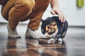 Image showing Domestic life with cat