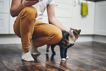 Image showing Domestic life with cat