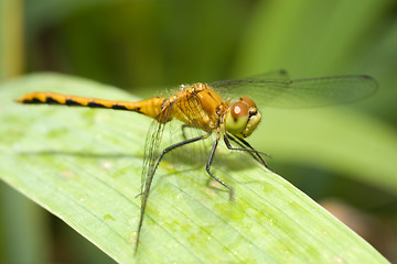 Image showing Resting Dragonfly