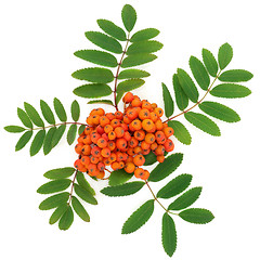 Image showing Rowan Ash Berry Fruit