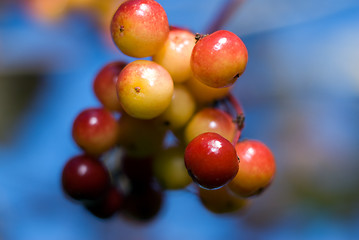 Image showing Crab Apples